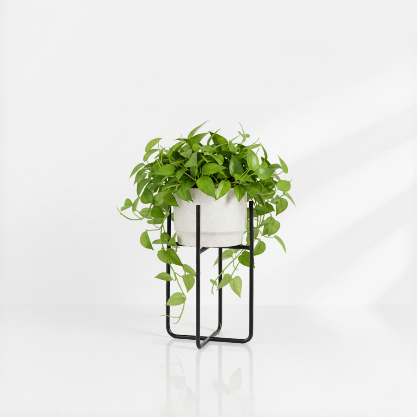 Plant support - Black
