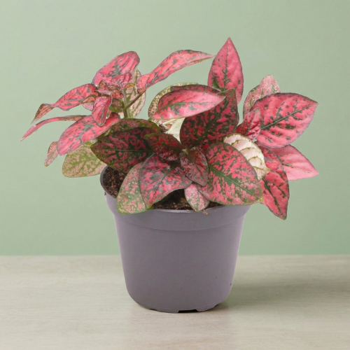 Hypoestes Phyllosachya Red