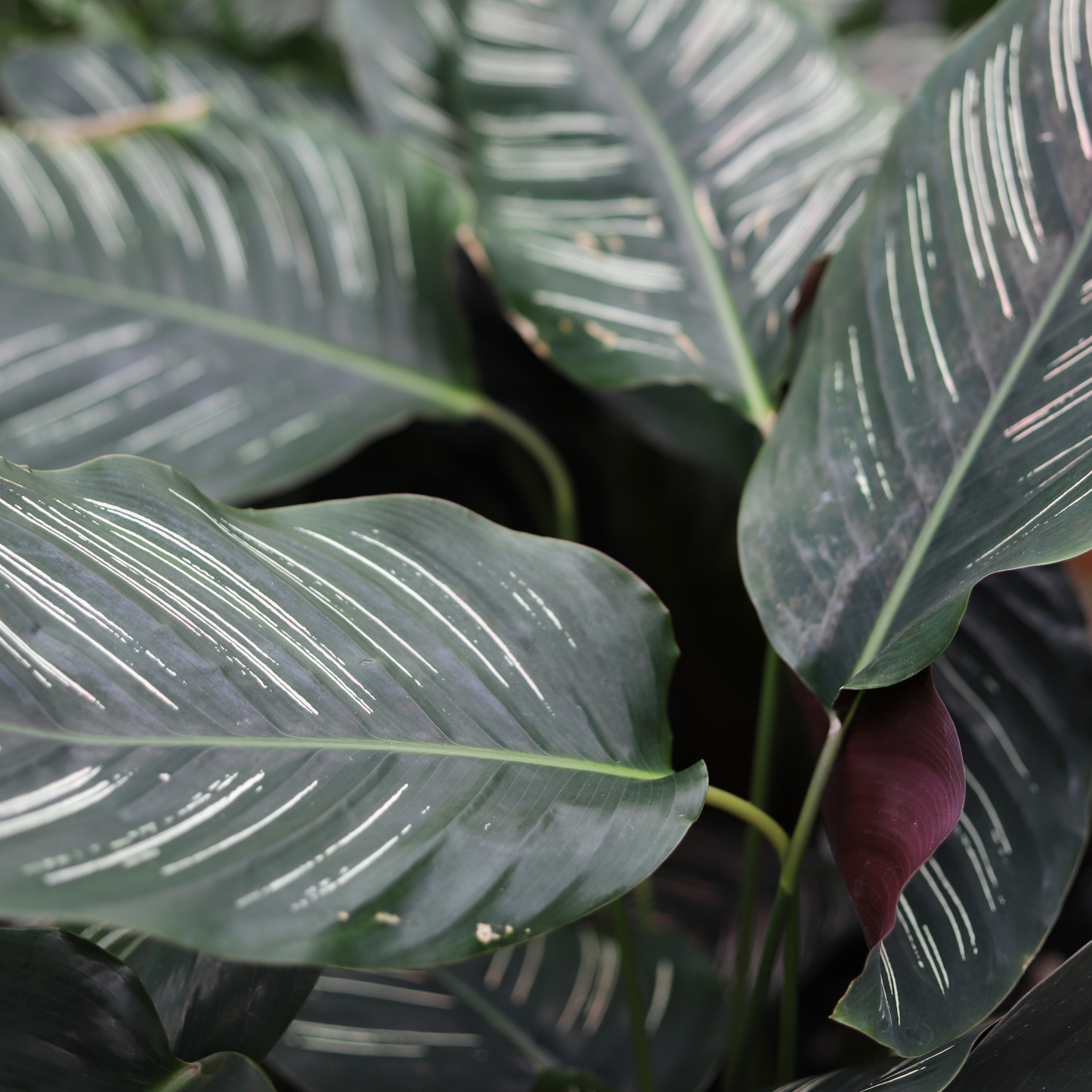 Calathea Ornata