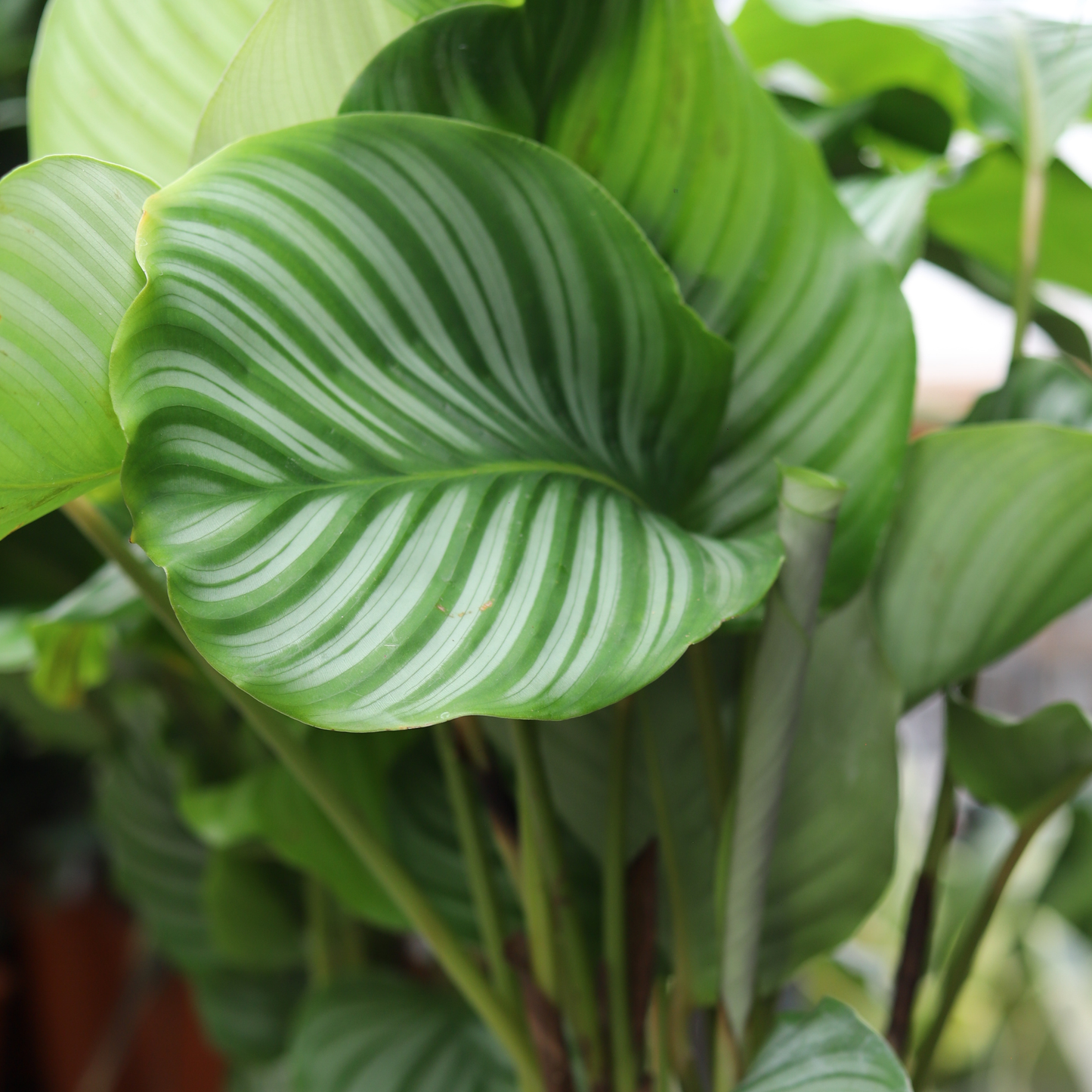 Calathea Orbifolia