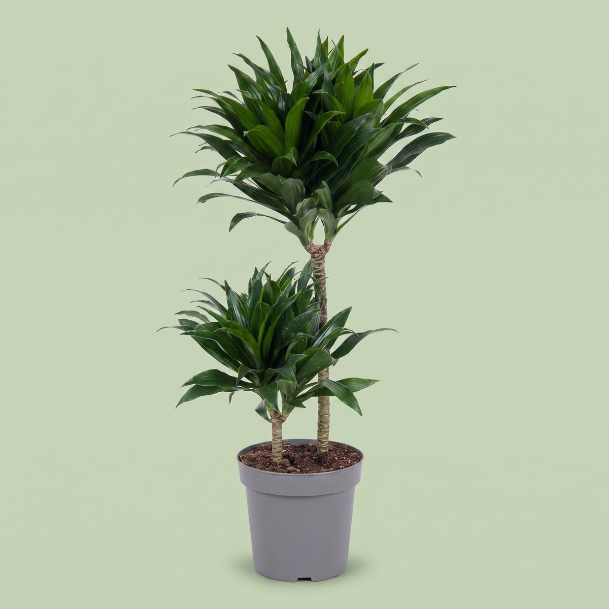 Dracaena Compacta