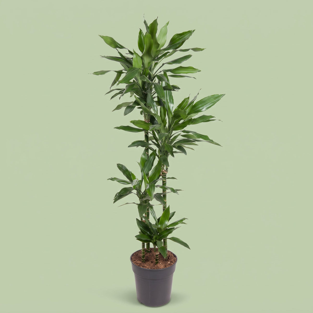 Dracaena Janet Lind