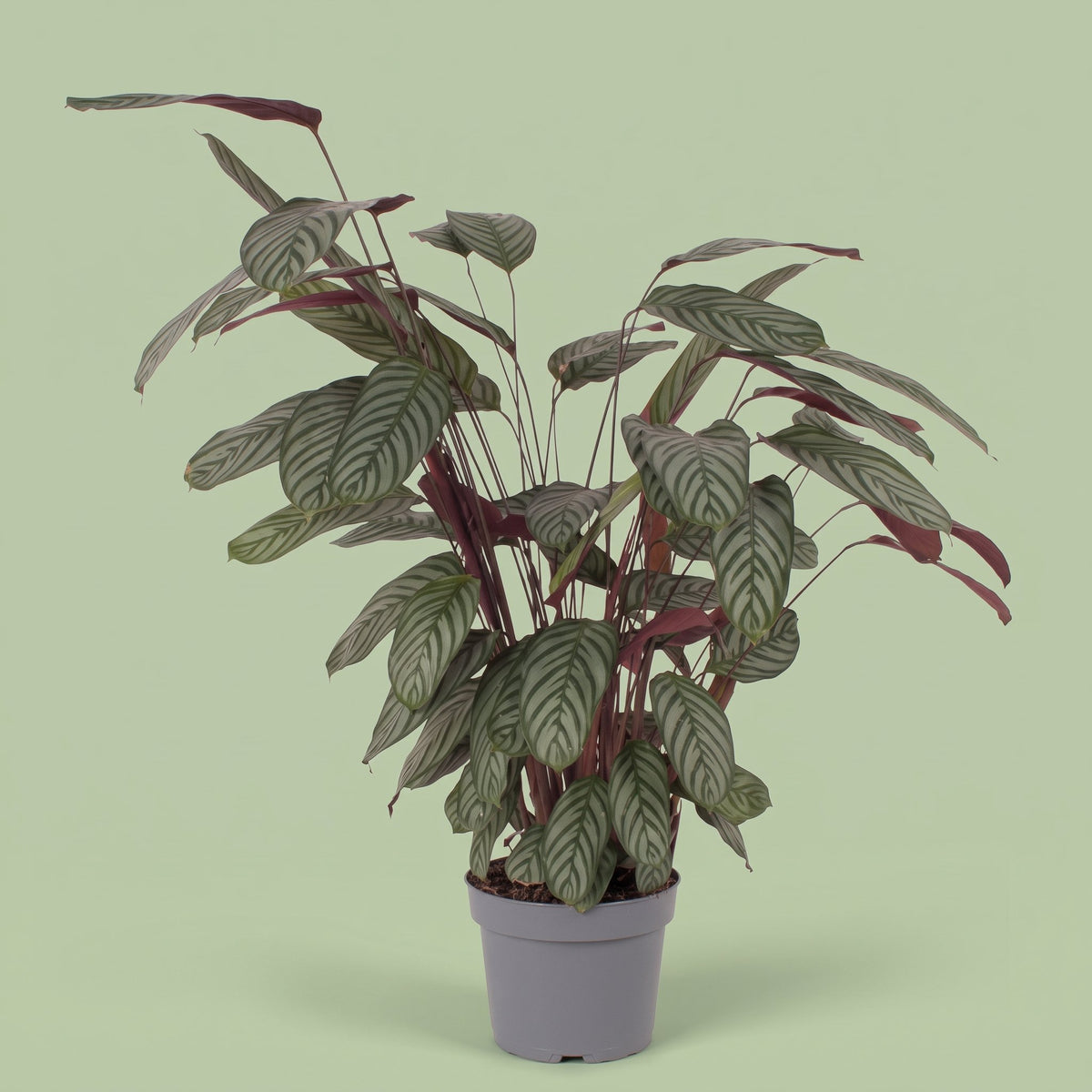 Calathea Oppenheimiana