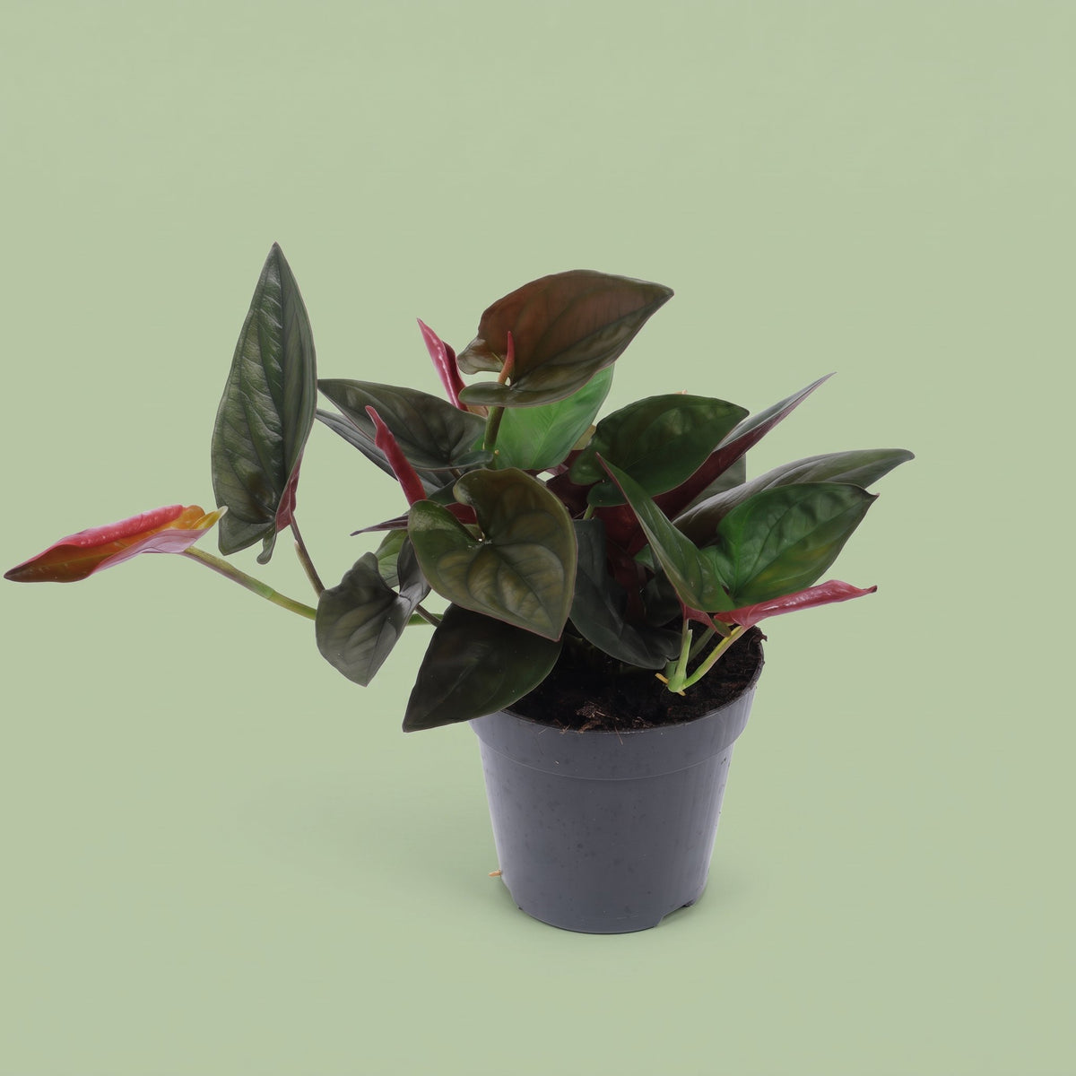 Syngonium Erythrophyllum Red Arrow