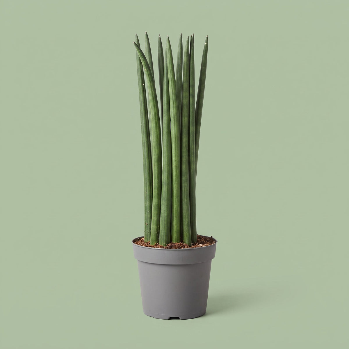 Sansevieria Cylindrica
