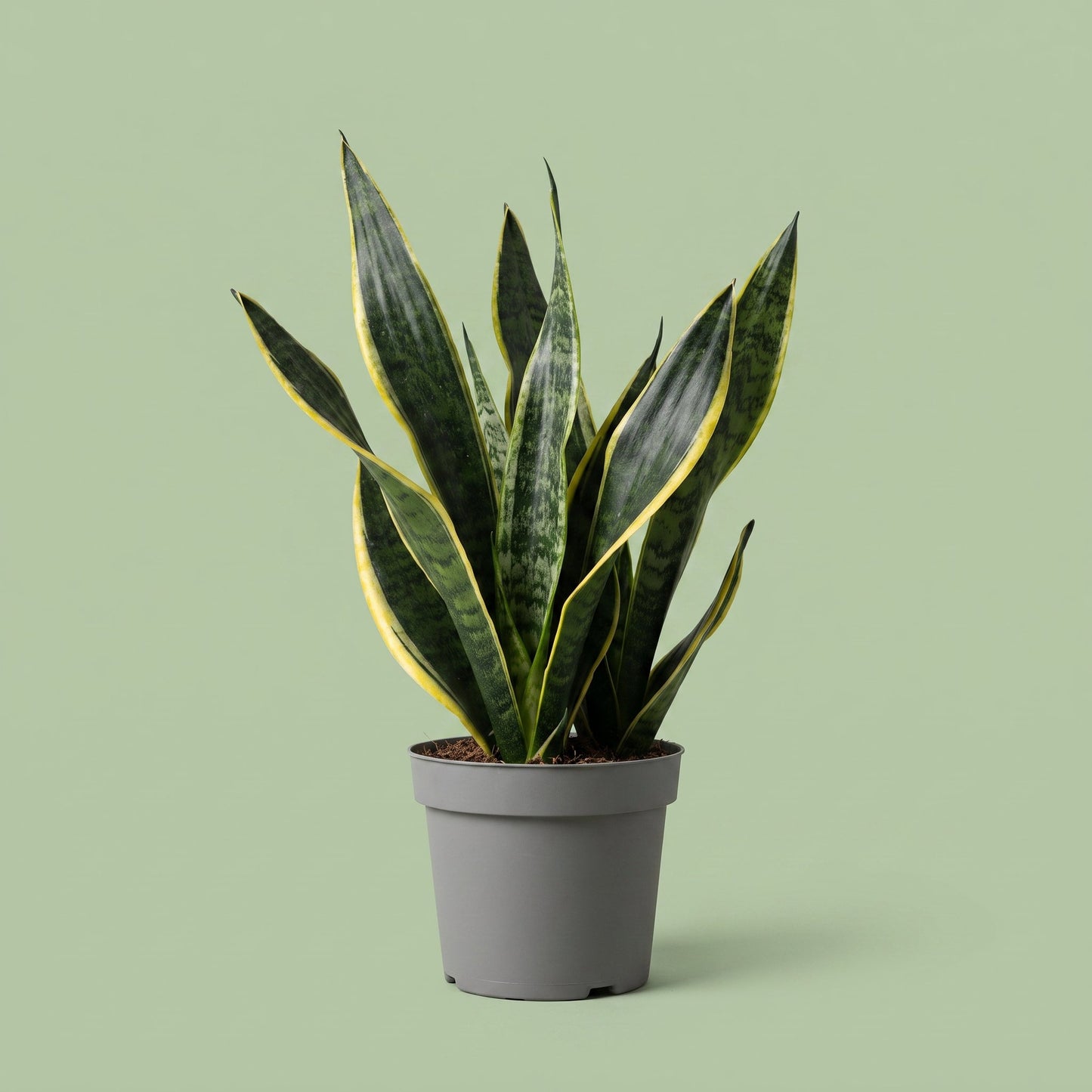 Sansevieria Black Coral
