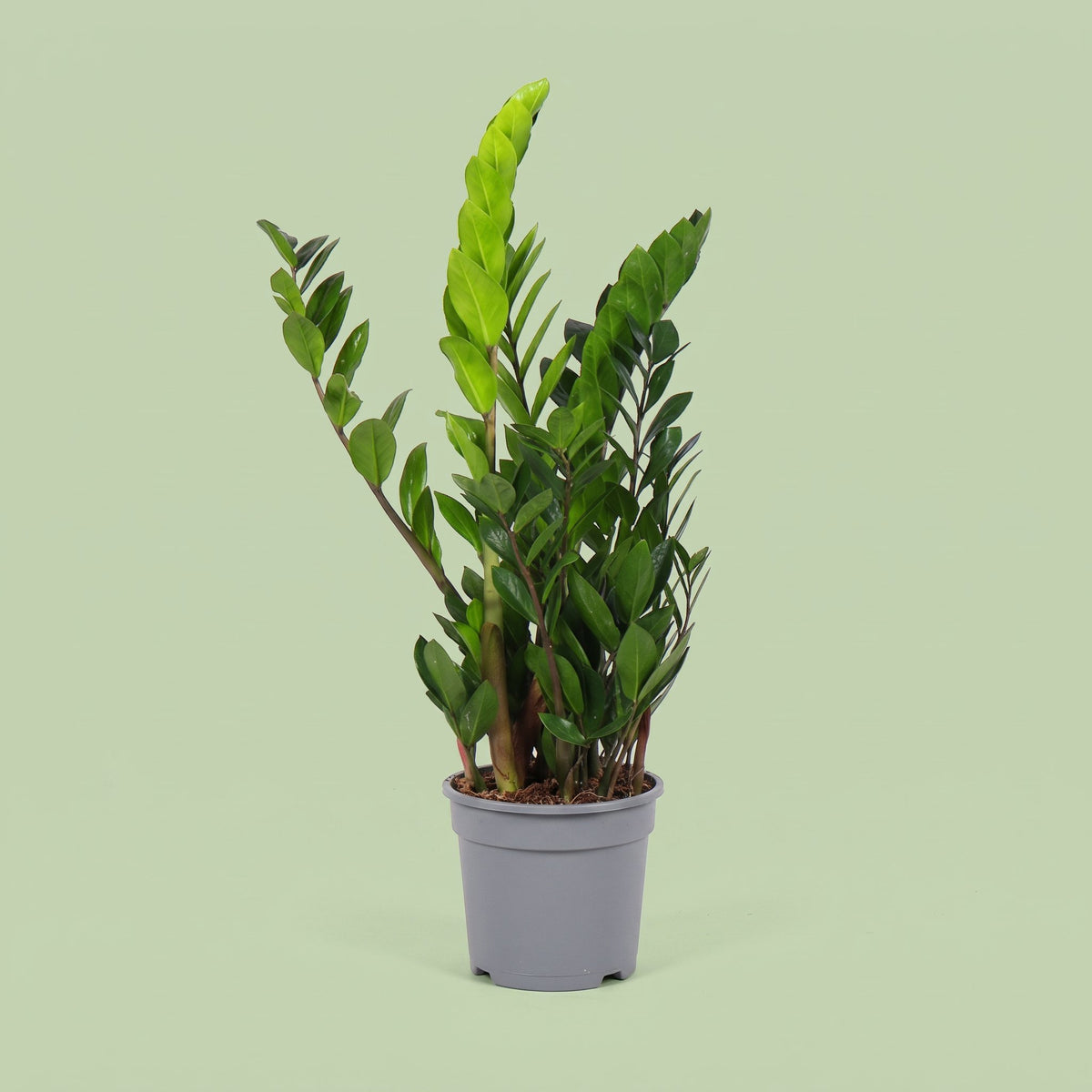 Zamioculcas Zamiifolia