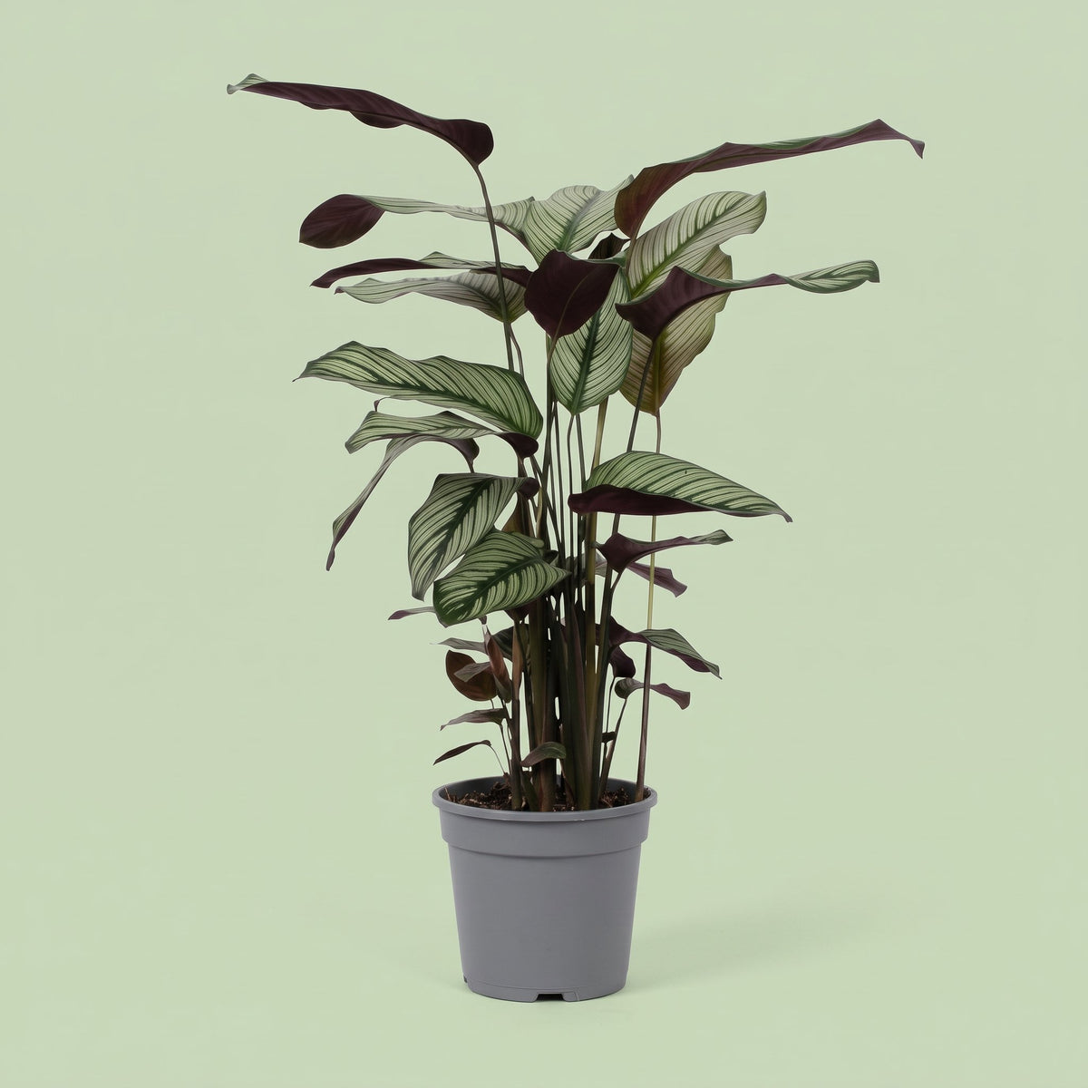 Calathea Whitestar