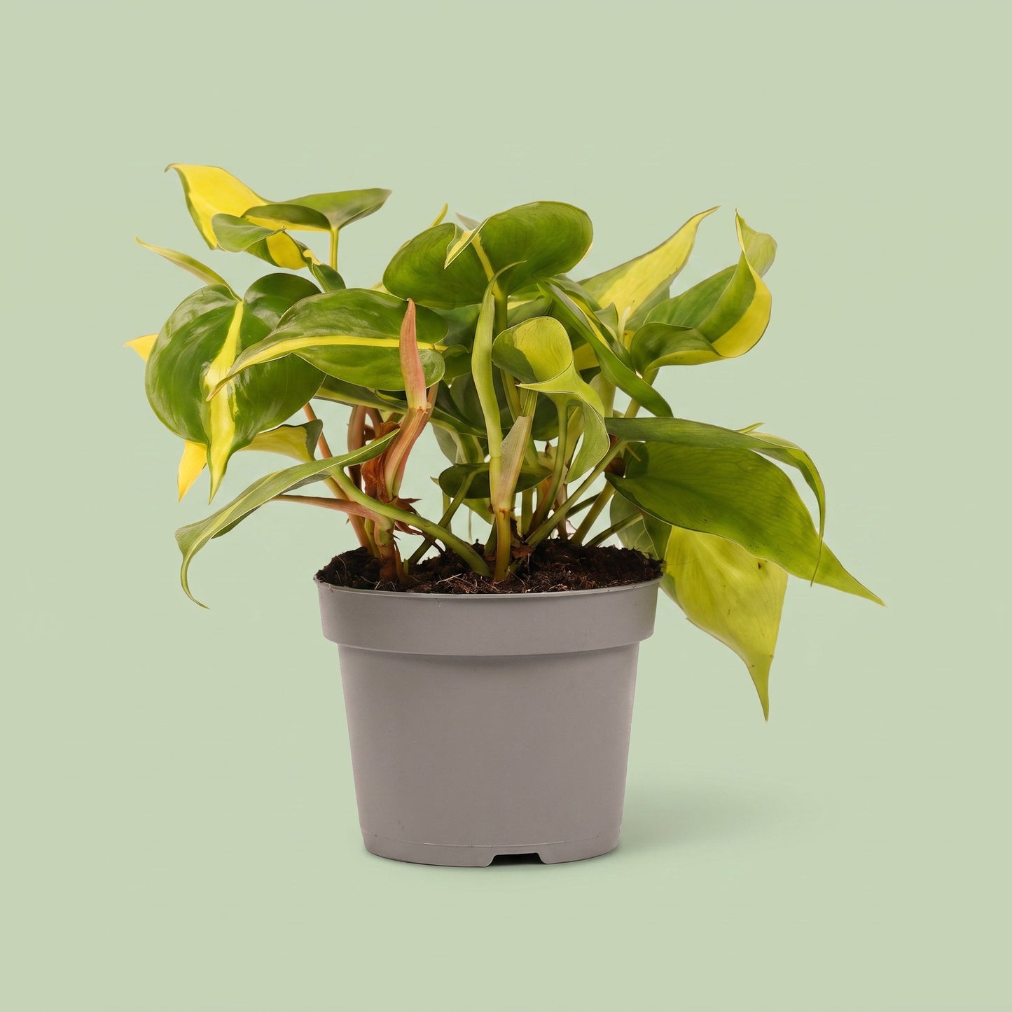 Philodendron Scandens Brasil