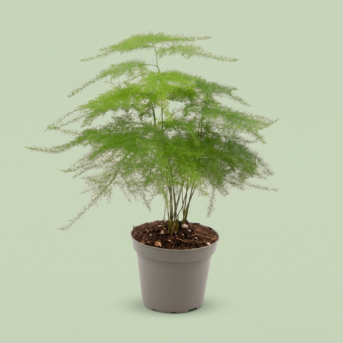 Asparagus Plumosus