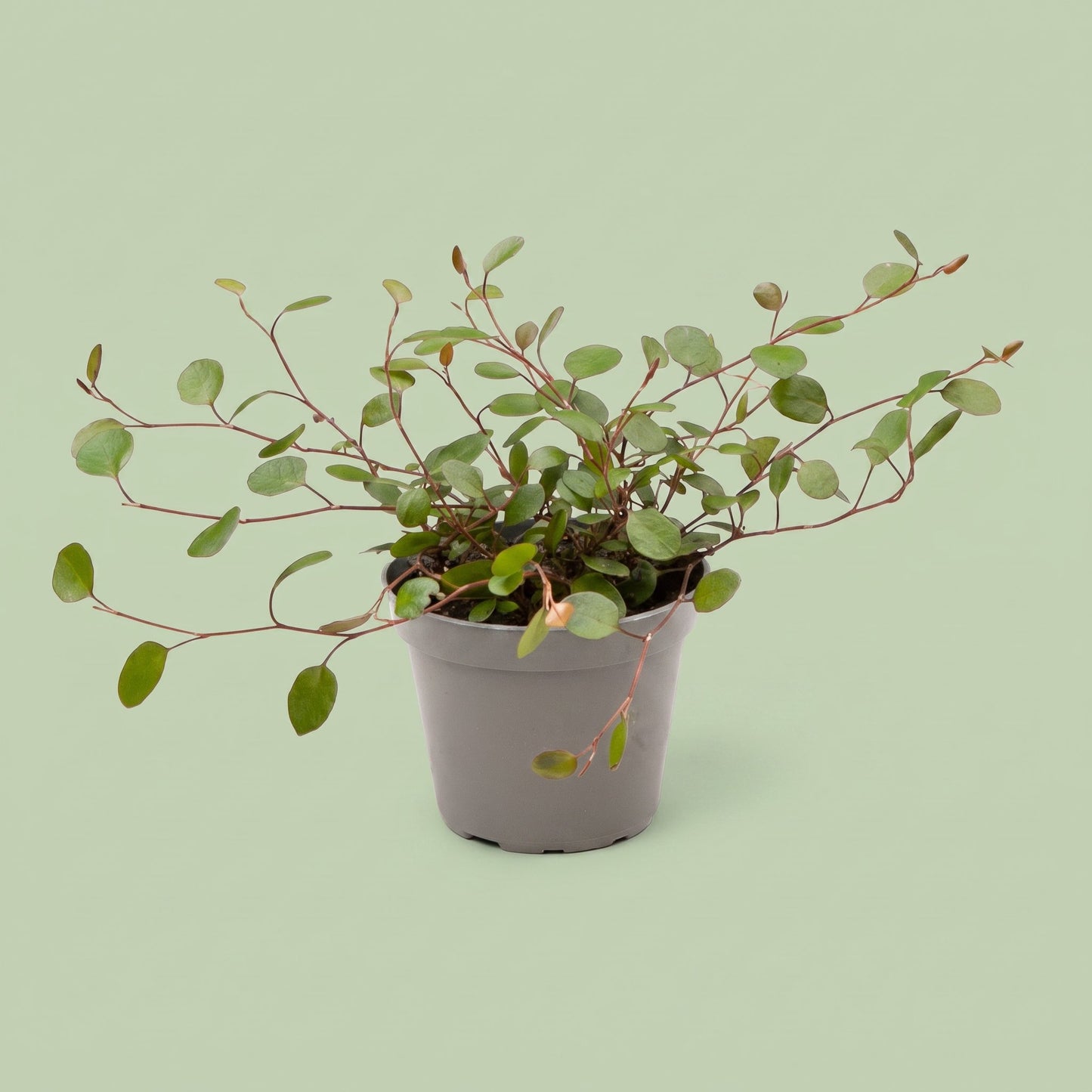Muehlenbeckia Complexa