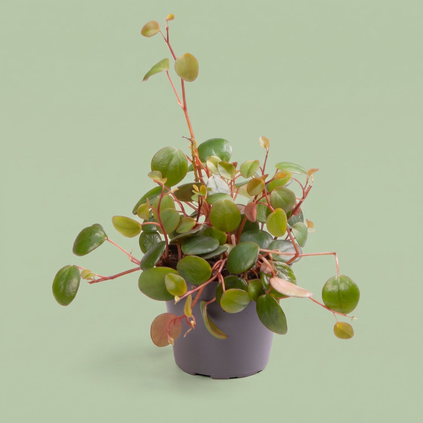 Peperomia Pepperspot