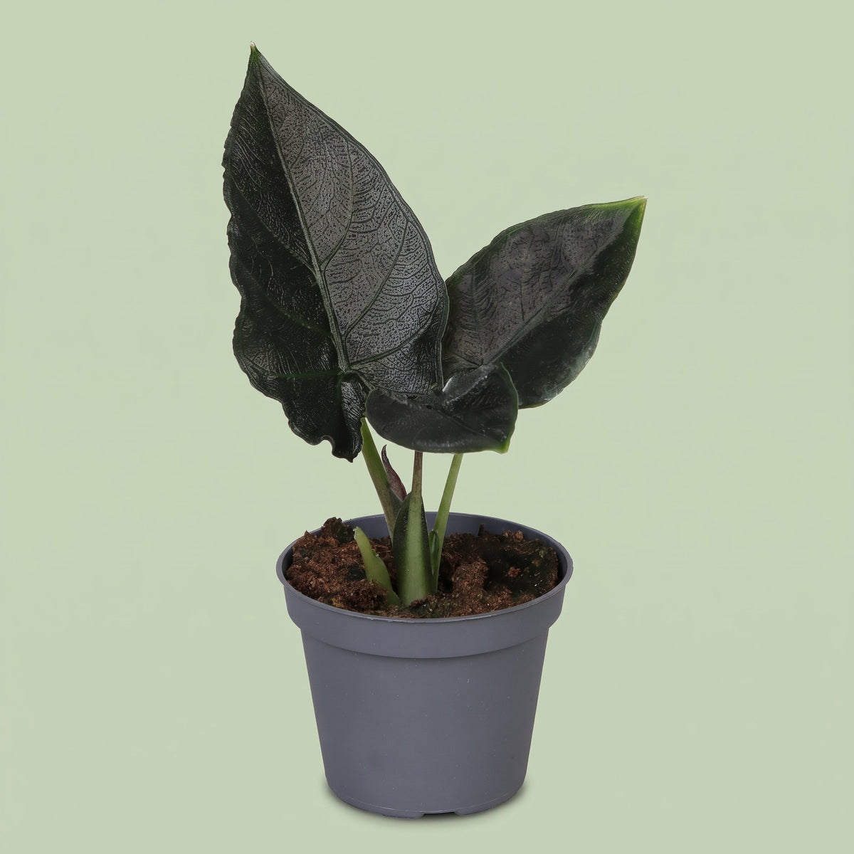 Alocasia Antoro Velvet