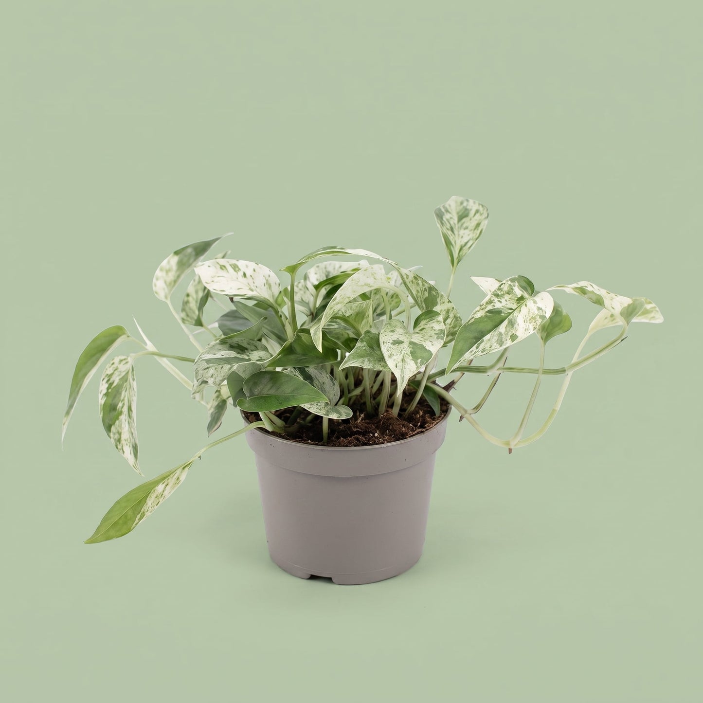 Epipremnum Marble Variegada
