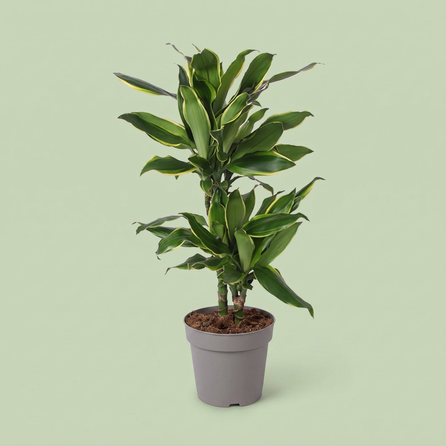 Dracaena Golden Coast