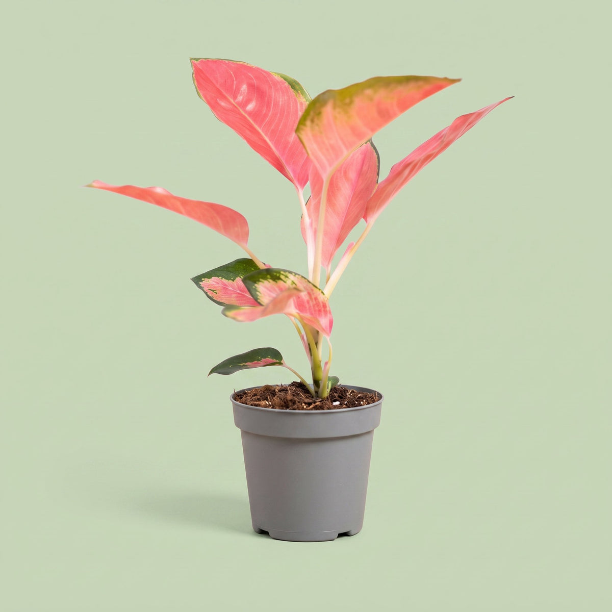 Aglaonema Pink Princess