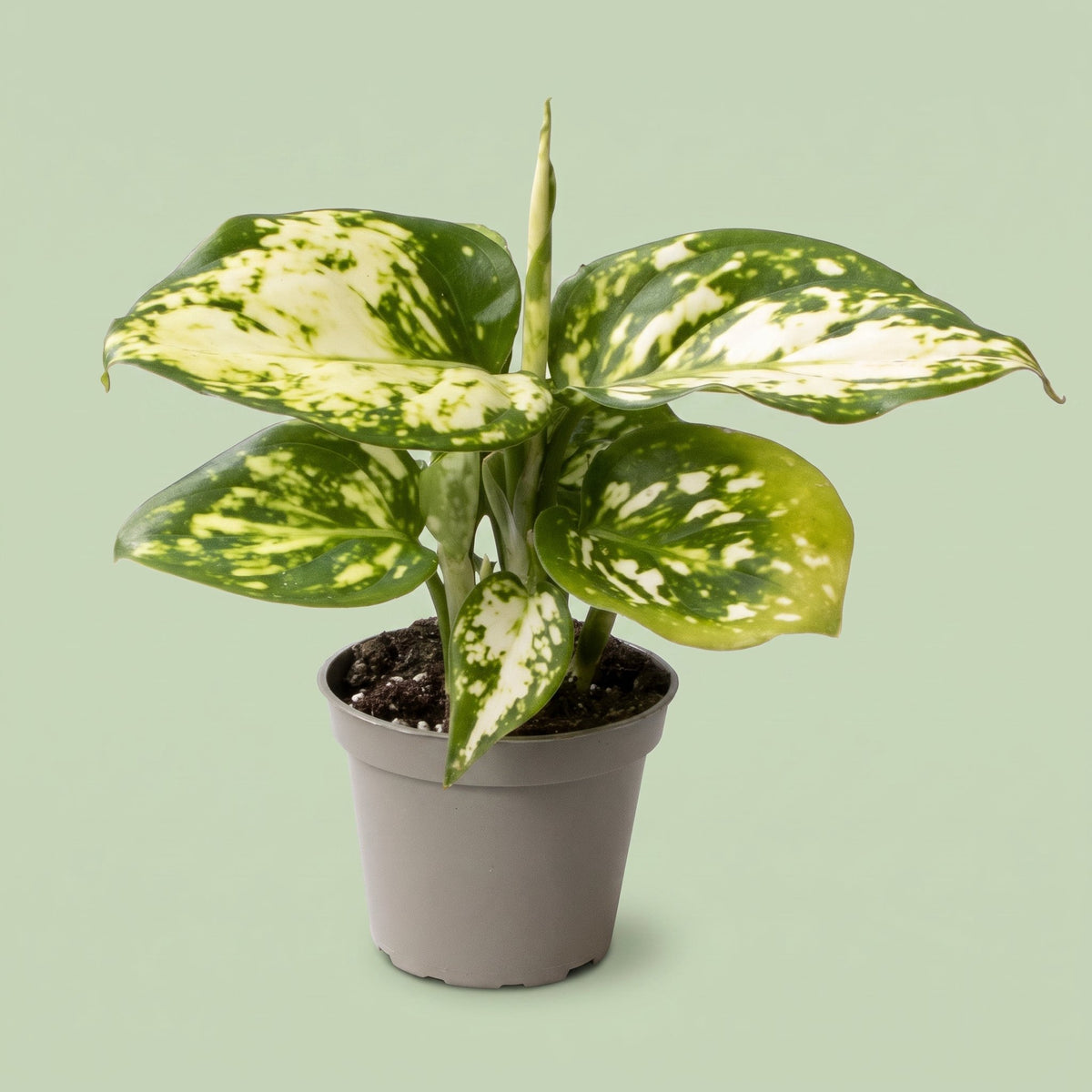 Aglaonema Snowflake