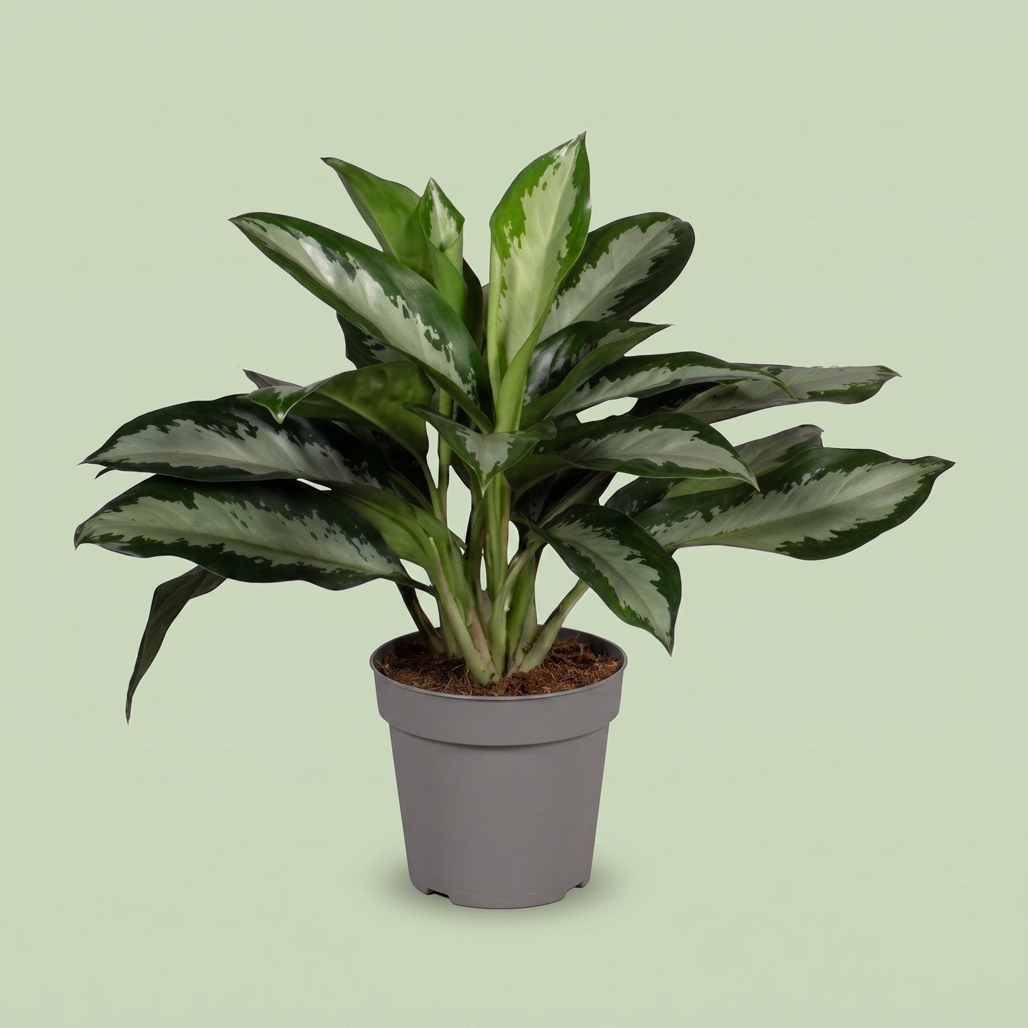 Aglaonema Diamond bay