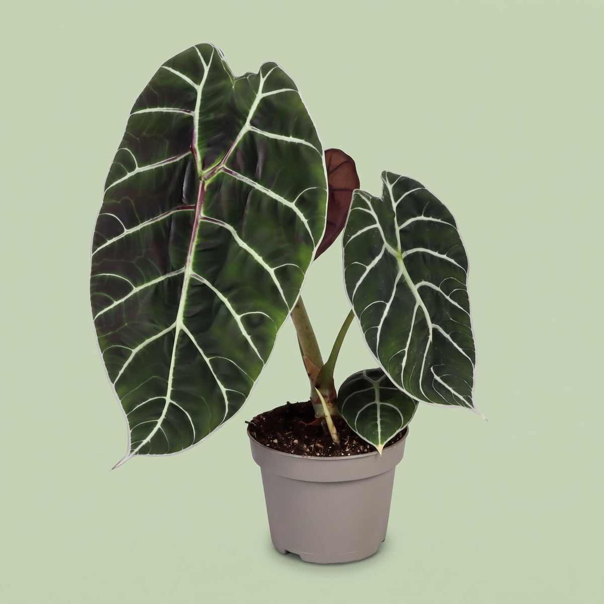 Alocasia Pride of Curup