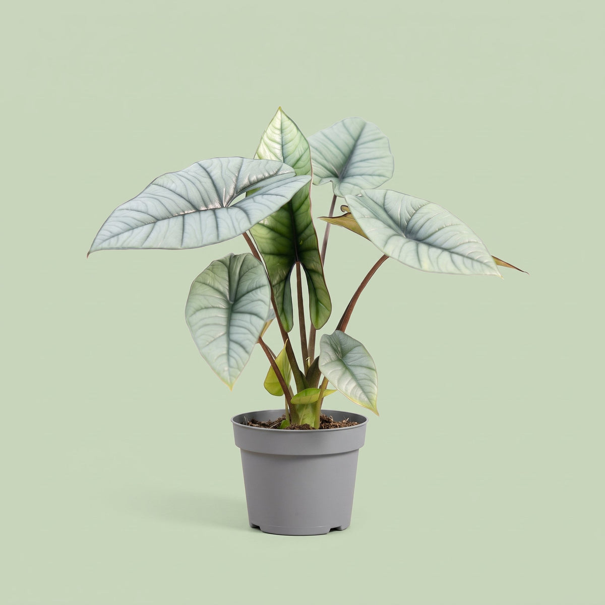 Alocasia Platinum