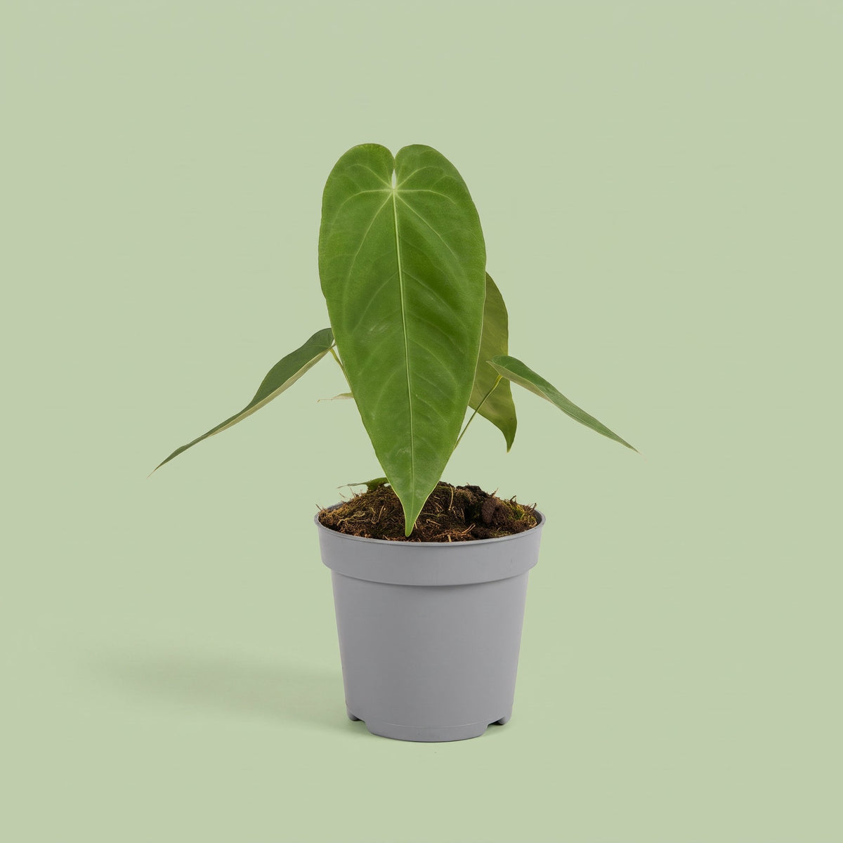 Anthurium Queremalense