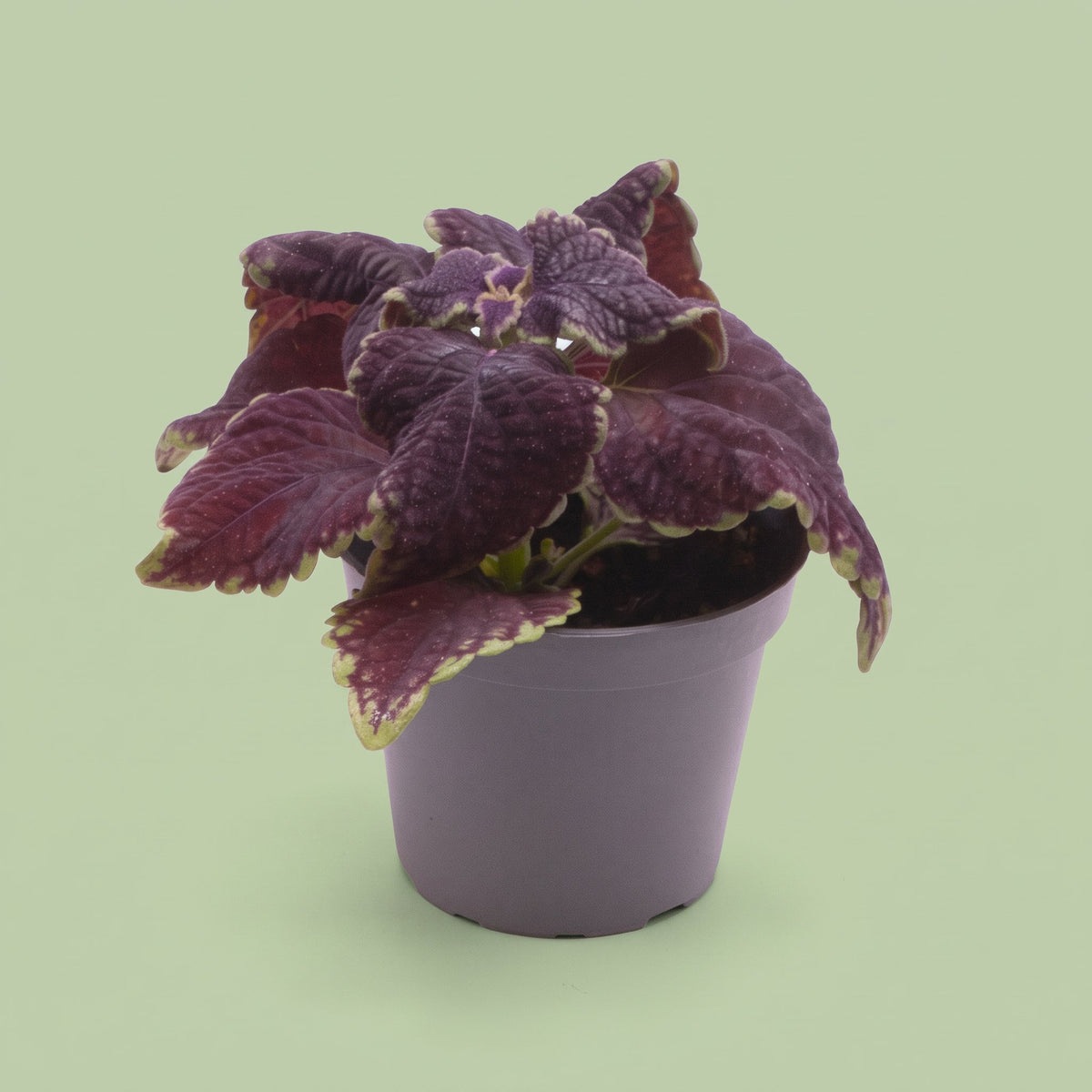 Coleus Abbey Road