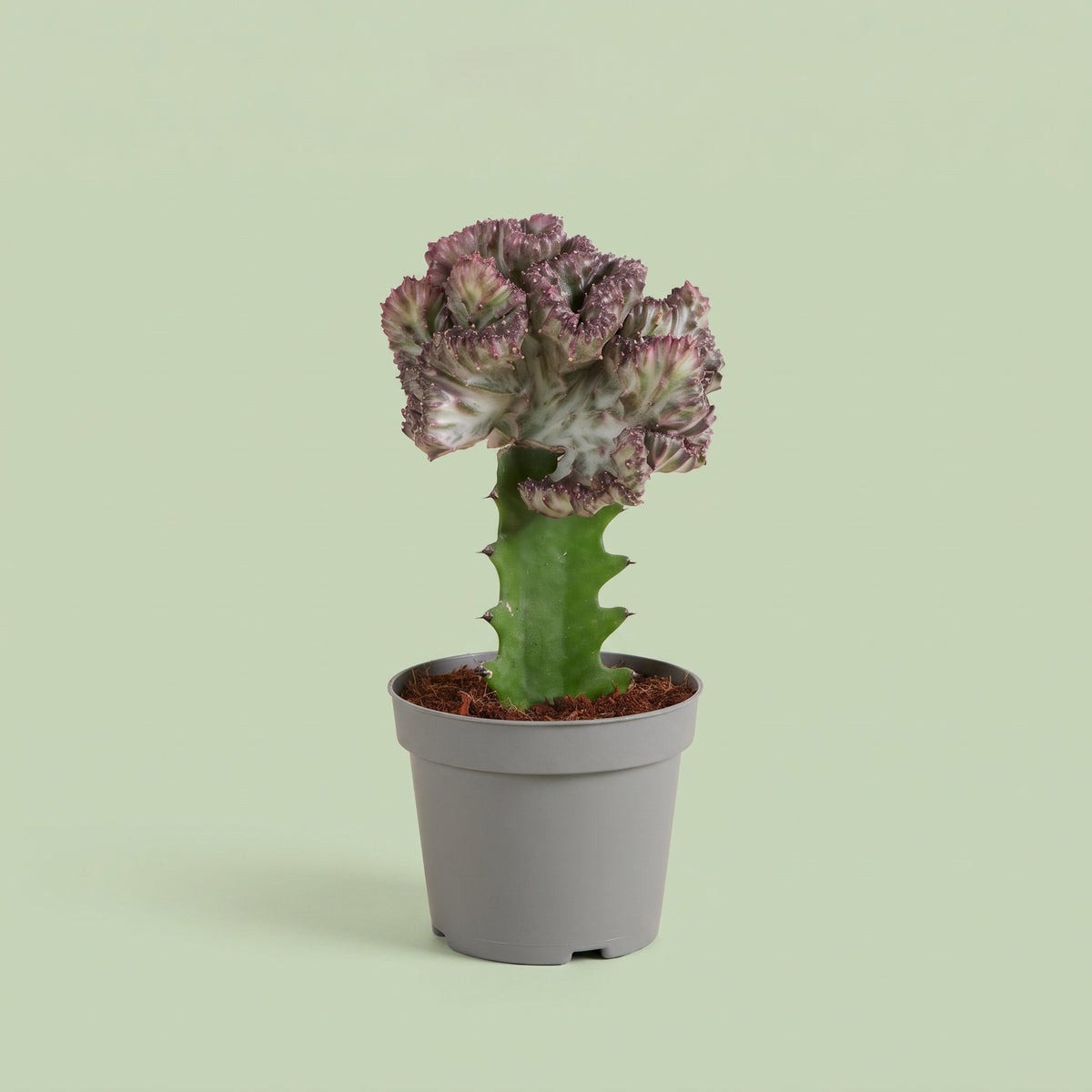 Euphorbia Lactea Cristata