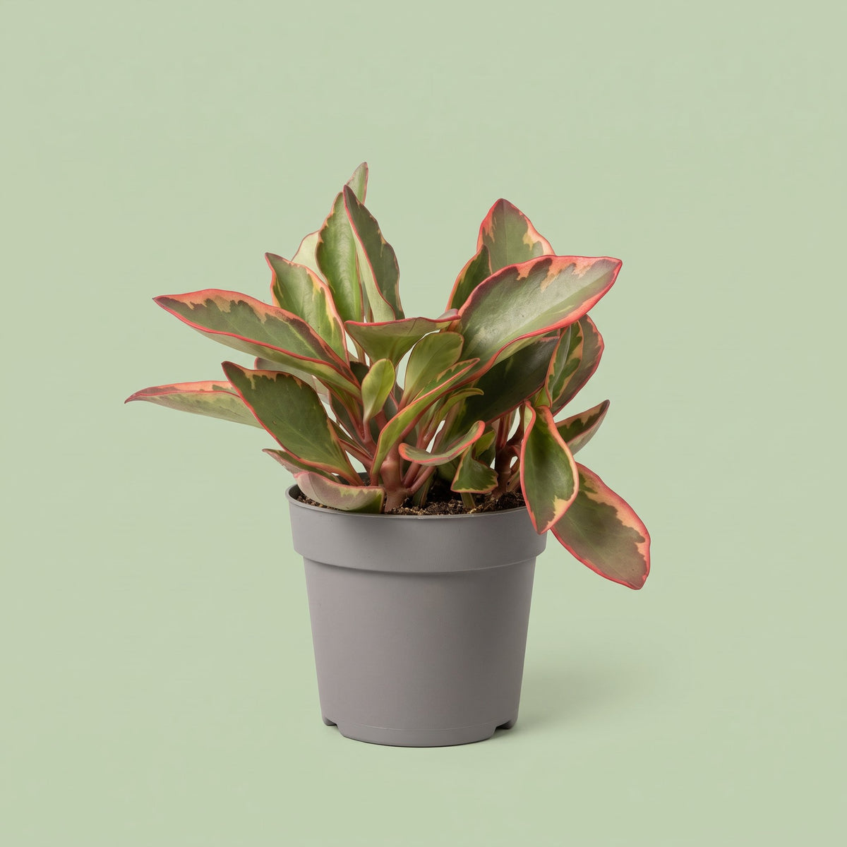 Peperomia Clusifolia Jellie