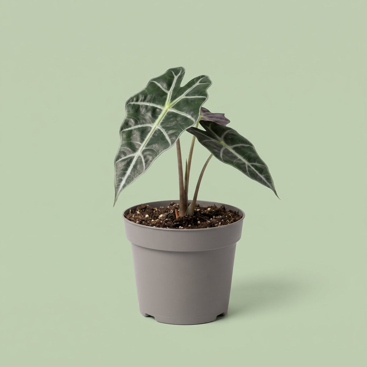 Alocasia Nobilis