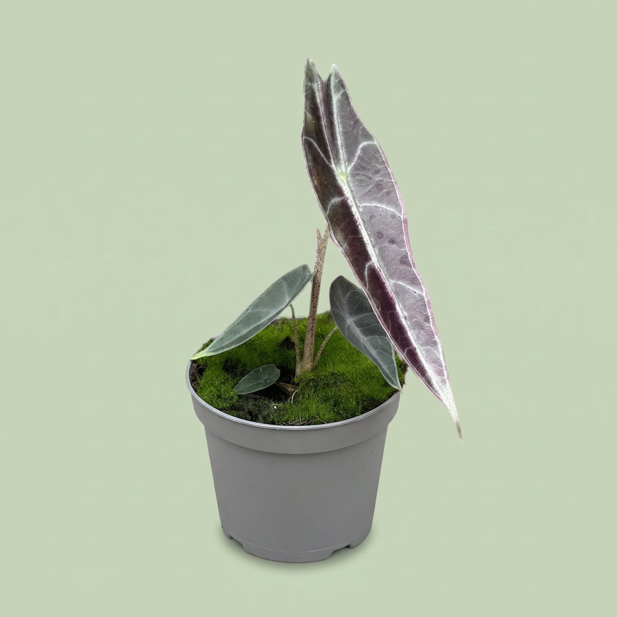 Alocasia Longiloba Purple
