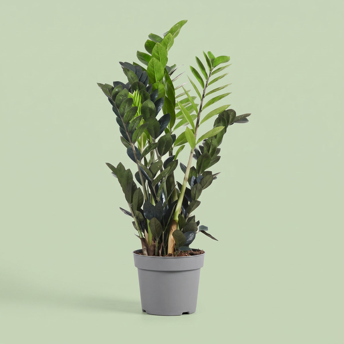 Zamioculcas Raven