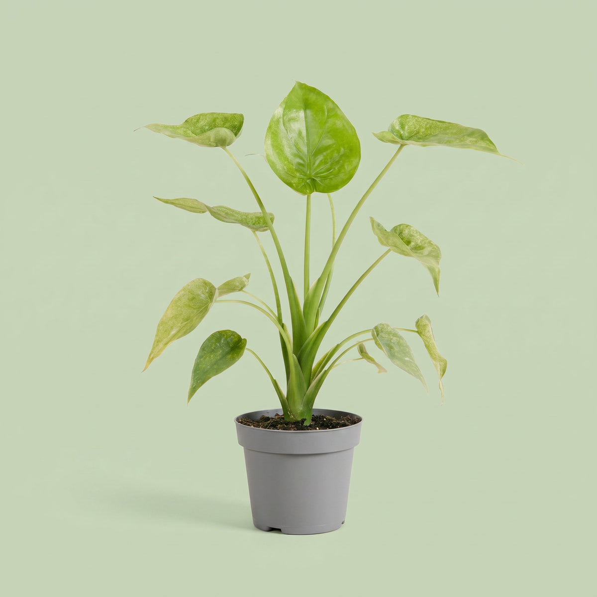 Alocasia Cucullata Variegata