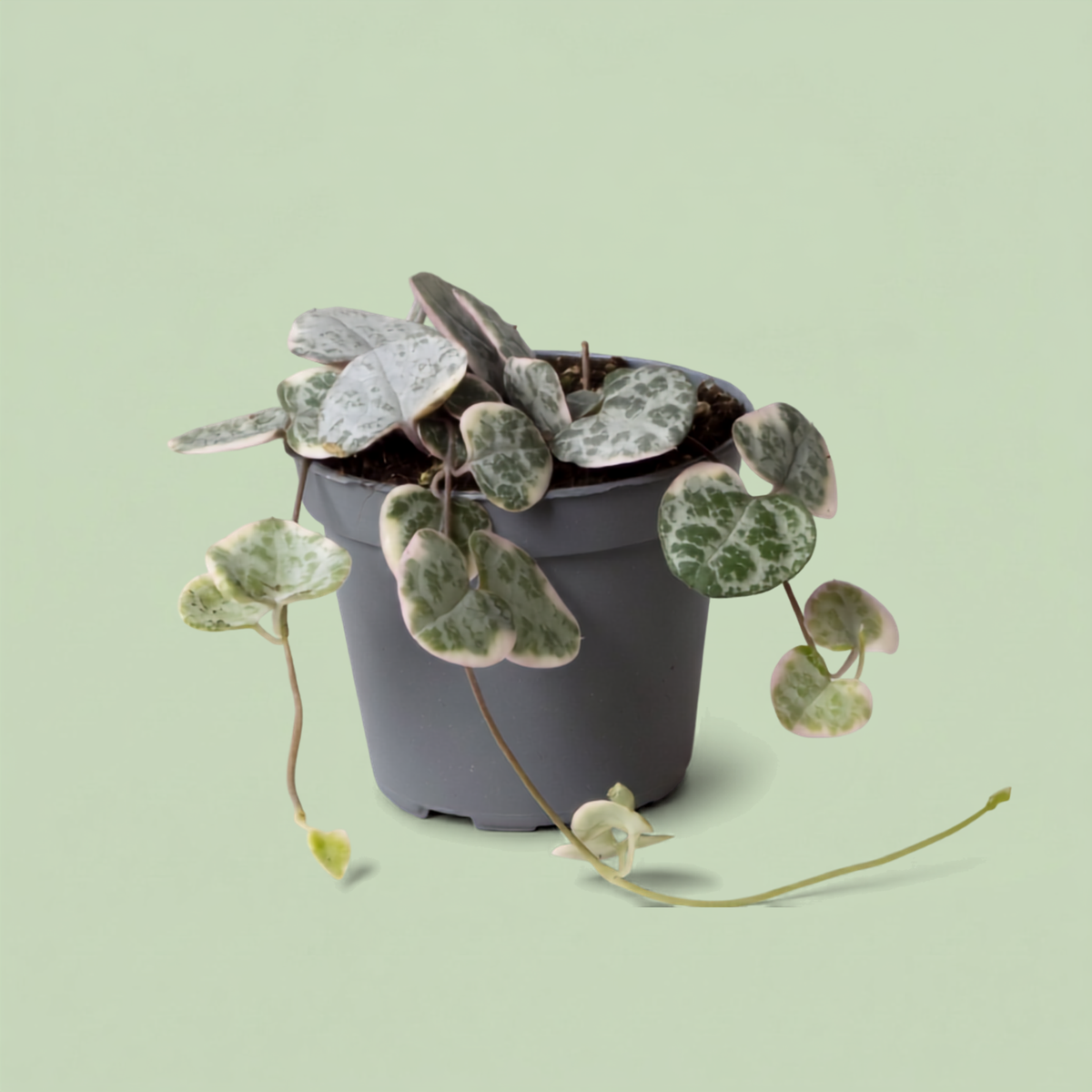 Ceropegia Woodii Variegata