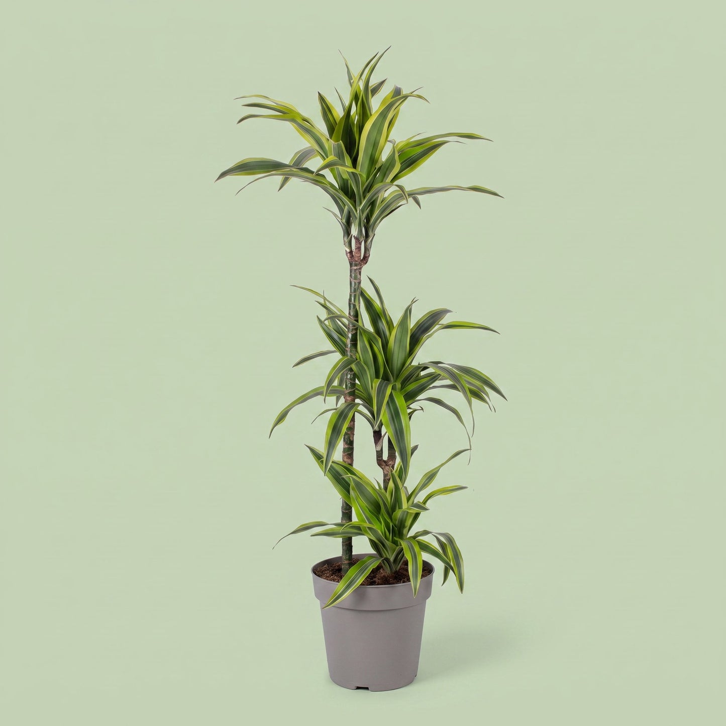 Dracaena Lemon Lime