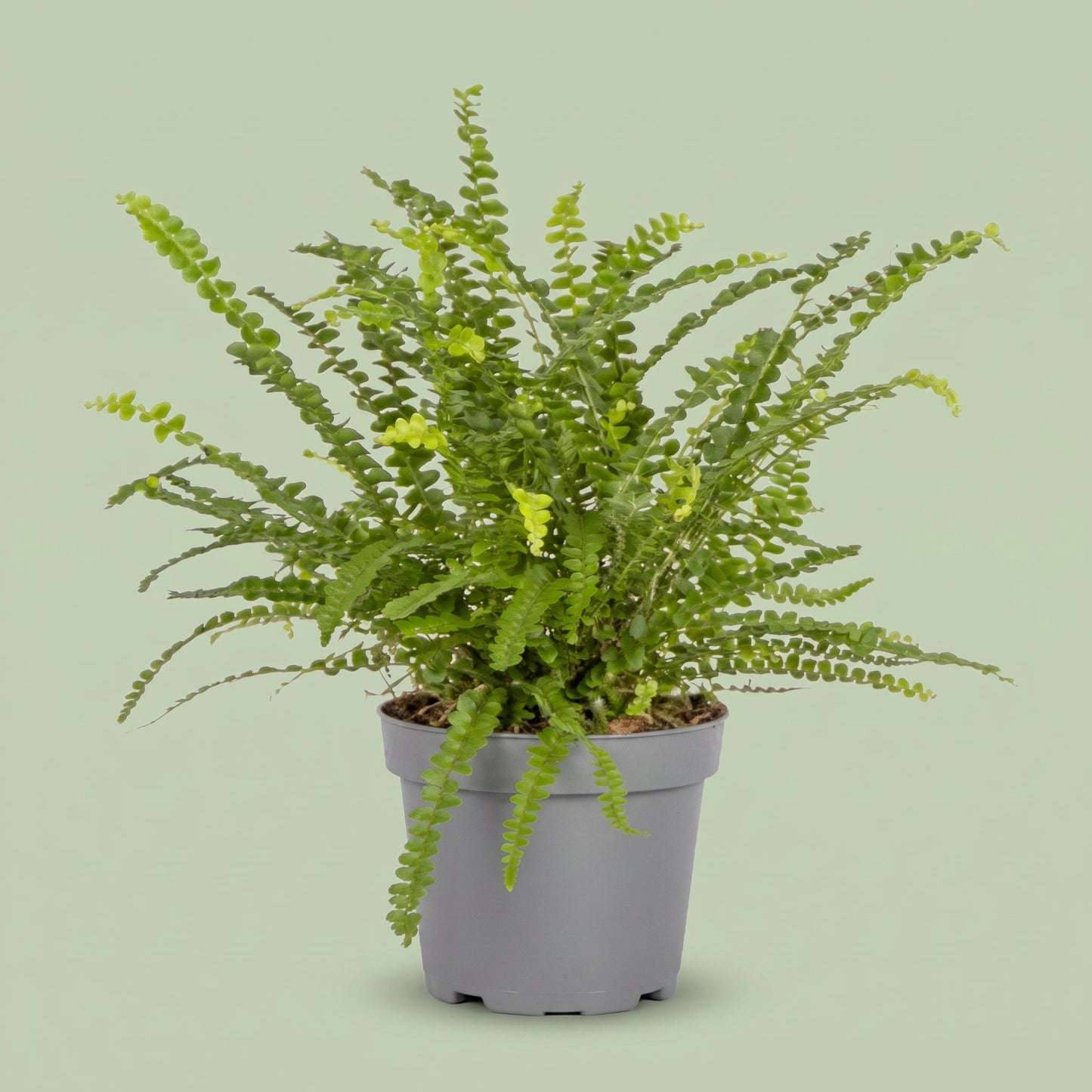Nephrolepis Duffi