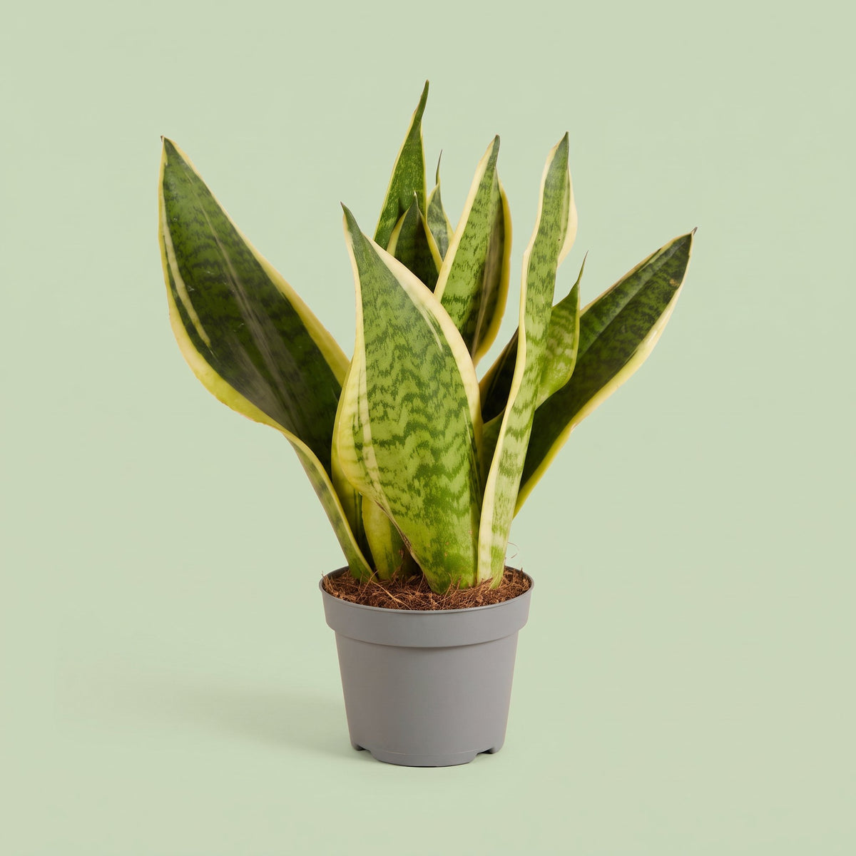 Sansevieria Futura Superba