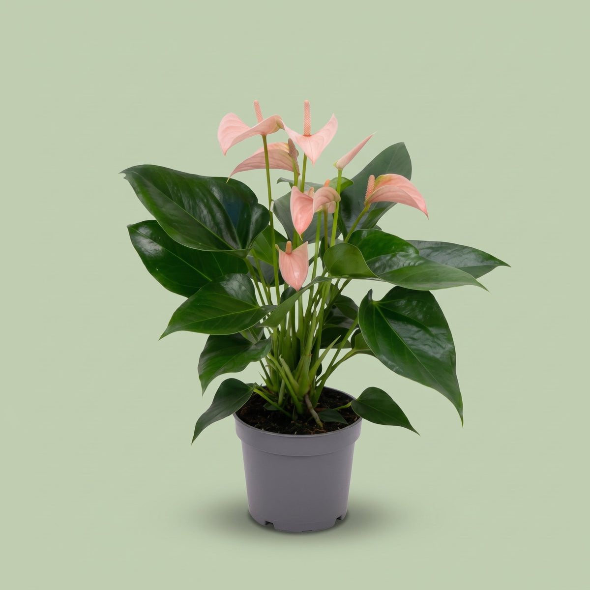 Anthurium Joli Peach