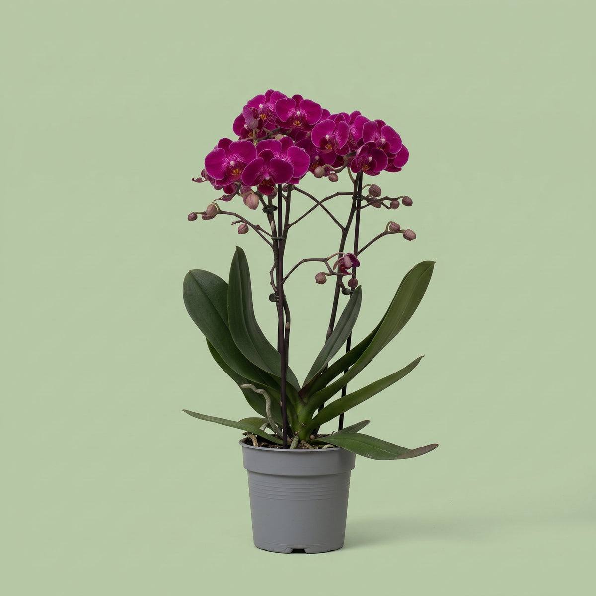 Phalaenopsis purple