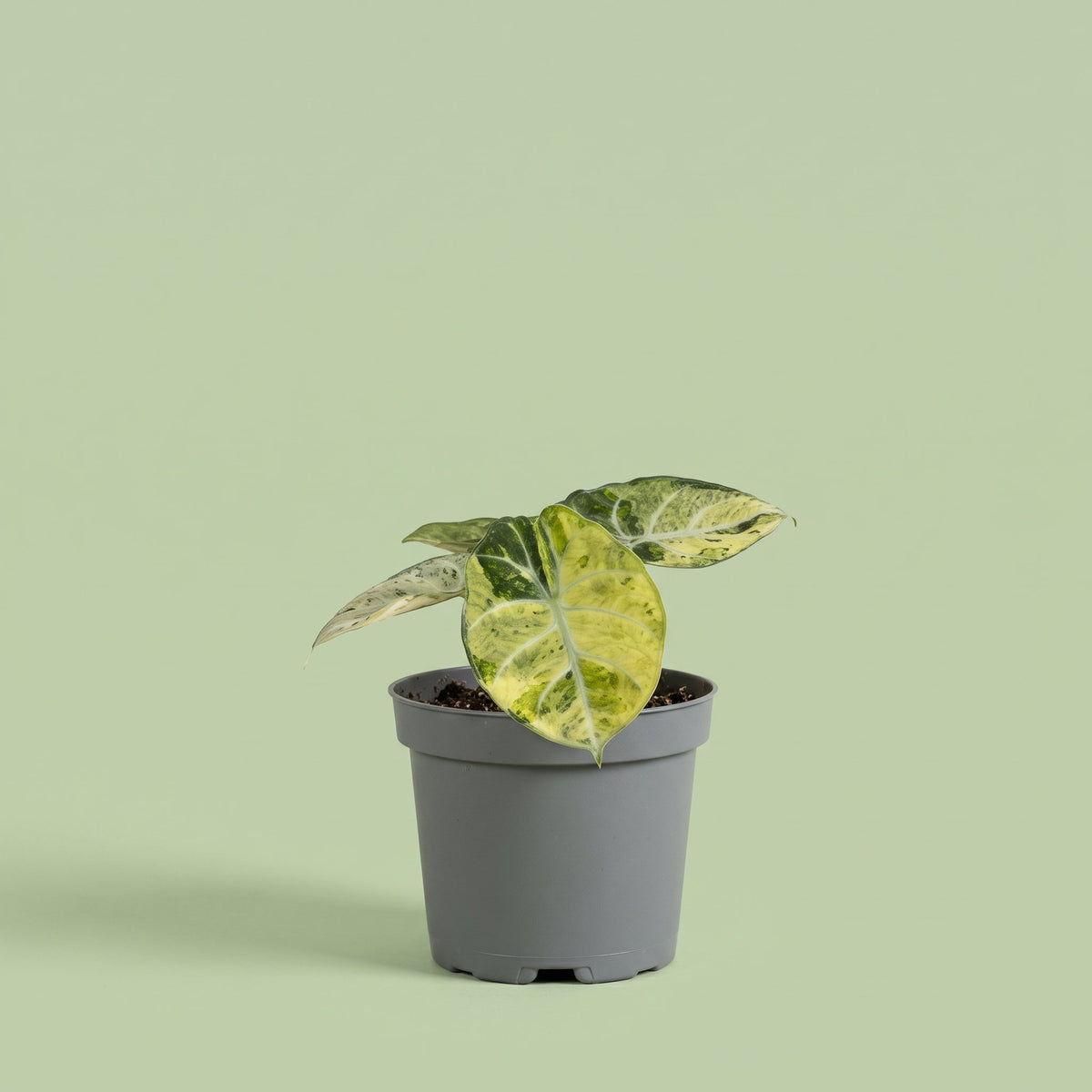 Alocasia Ninja Tricolor