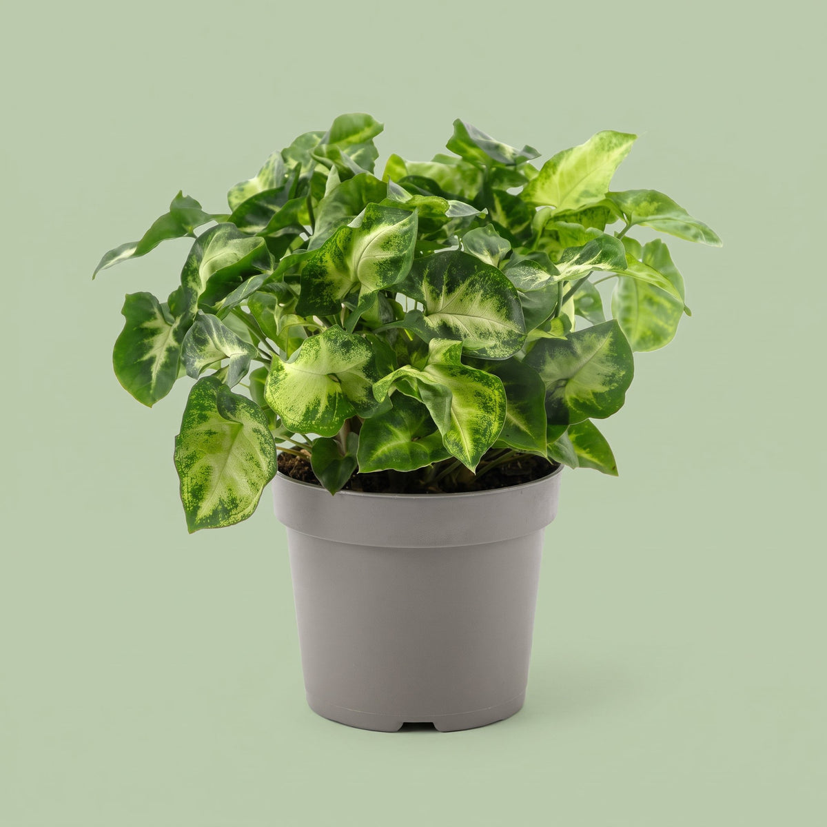 Syngonium Pixie