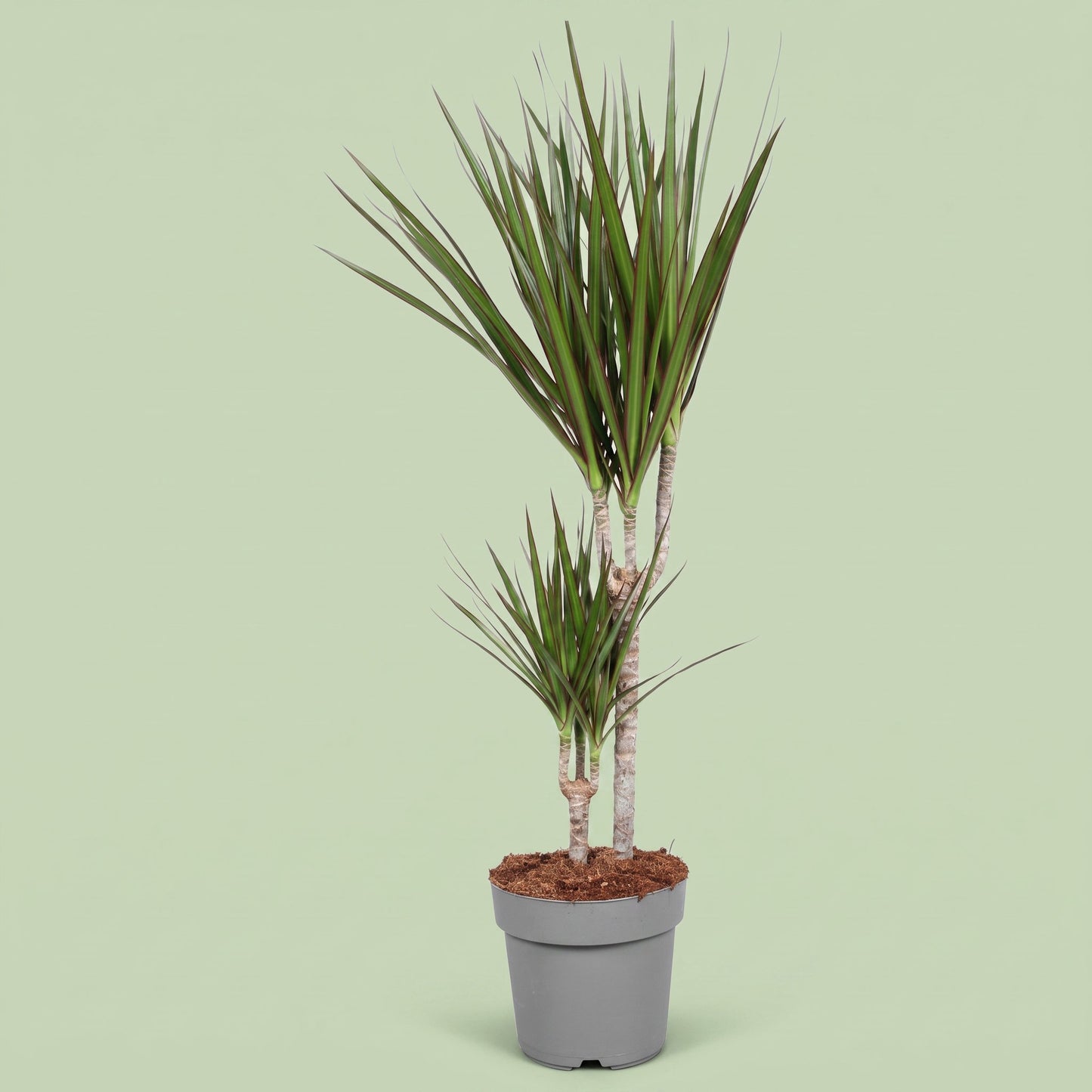 Dracaena Marginata