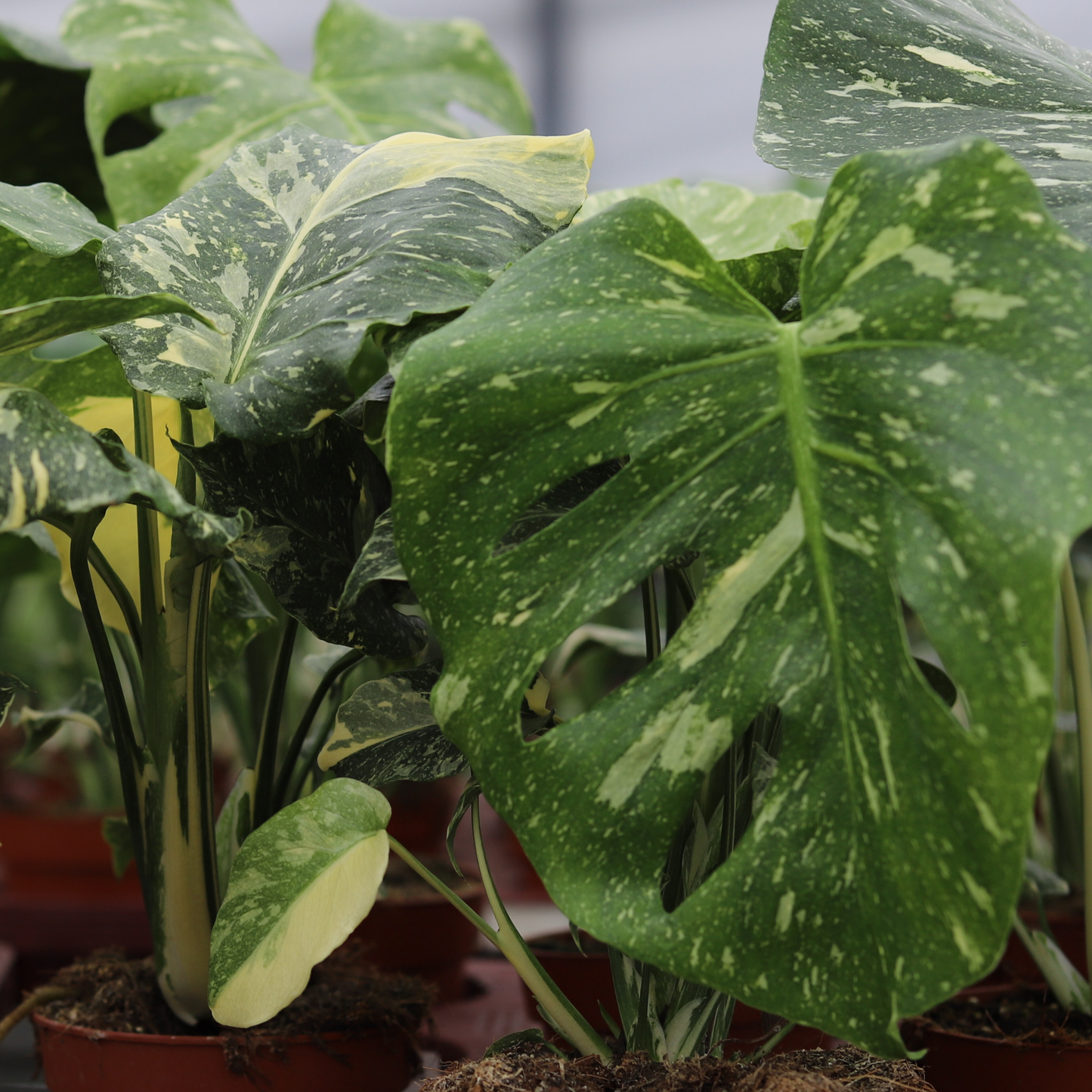 Monstera Thai Constellation