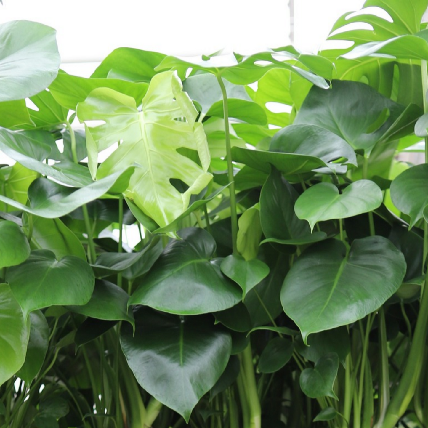 Monstera Deliciosa
