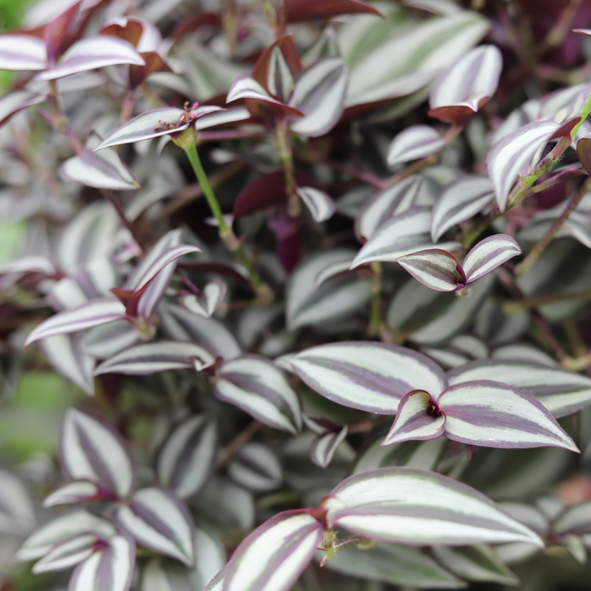 Tradescantia Zebrina Purpusii