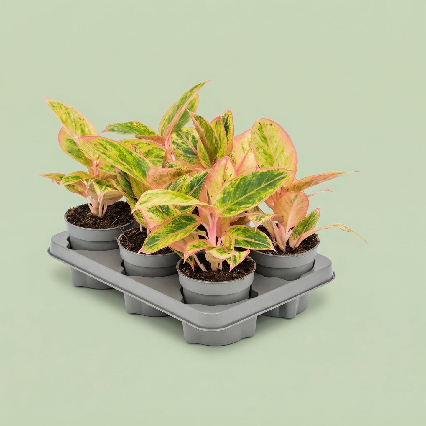 Aglaonema Salmon Fantasy M vista 2 - plants