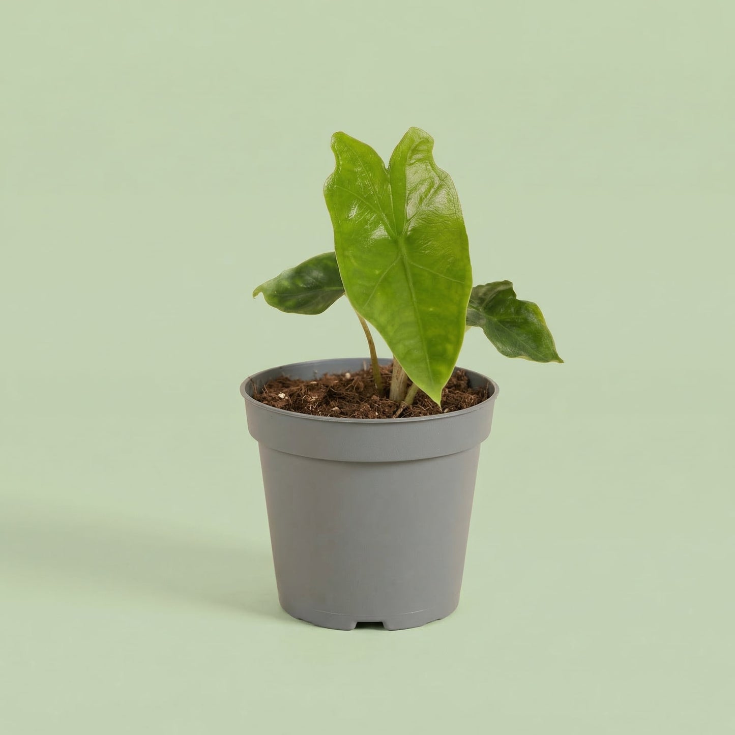 Alocasia Nycteris 'Batwing' XS - plants