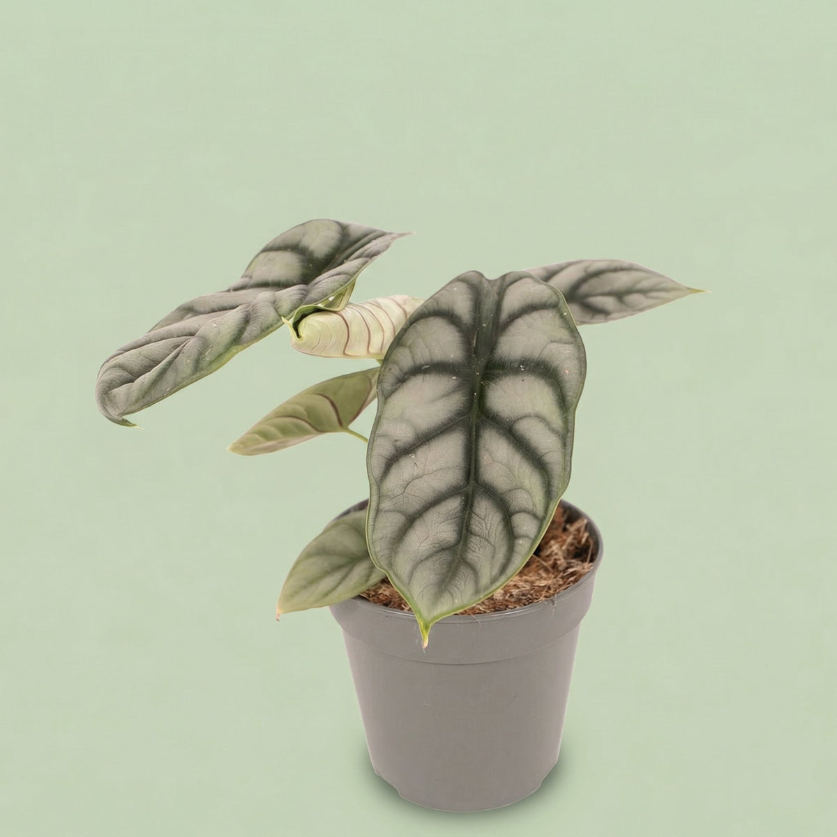 Alocasia Silver Dragon M vista 6 - plants