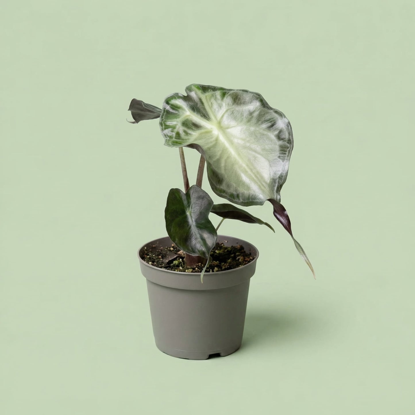 Alocasia Venom XS - plants