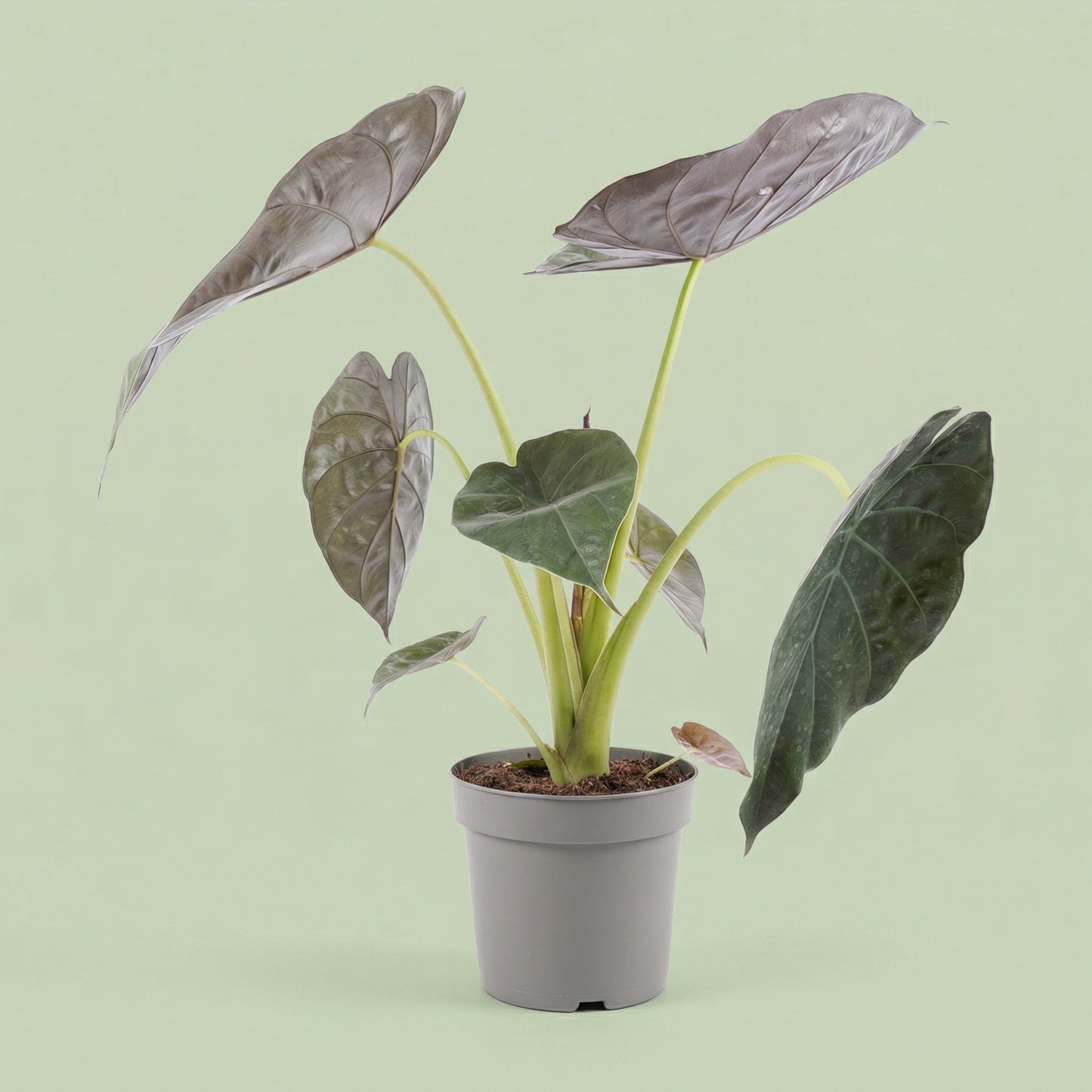 Alocasia Wentii L - plants