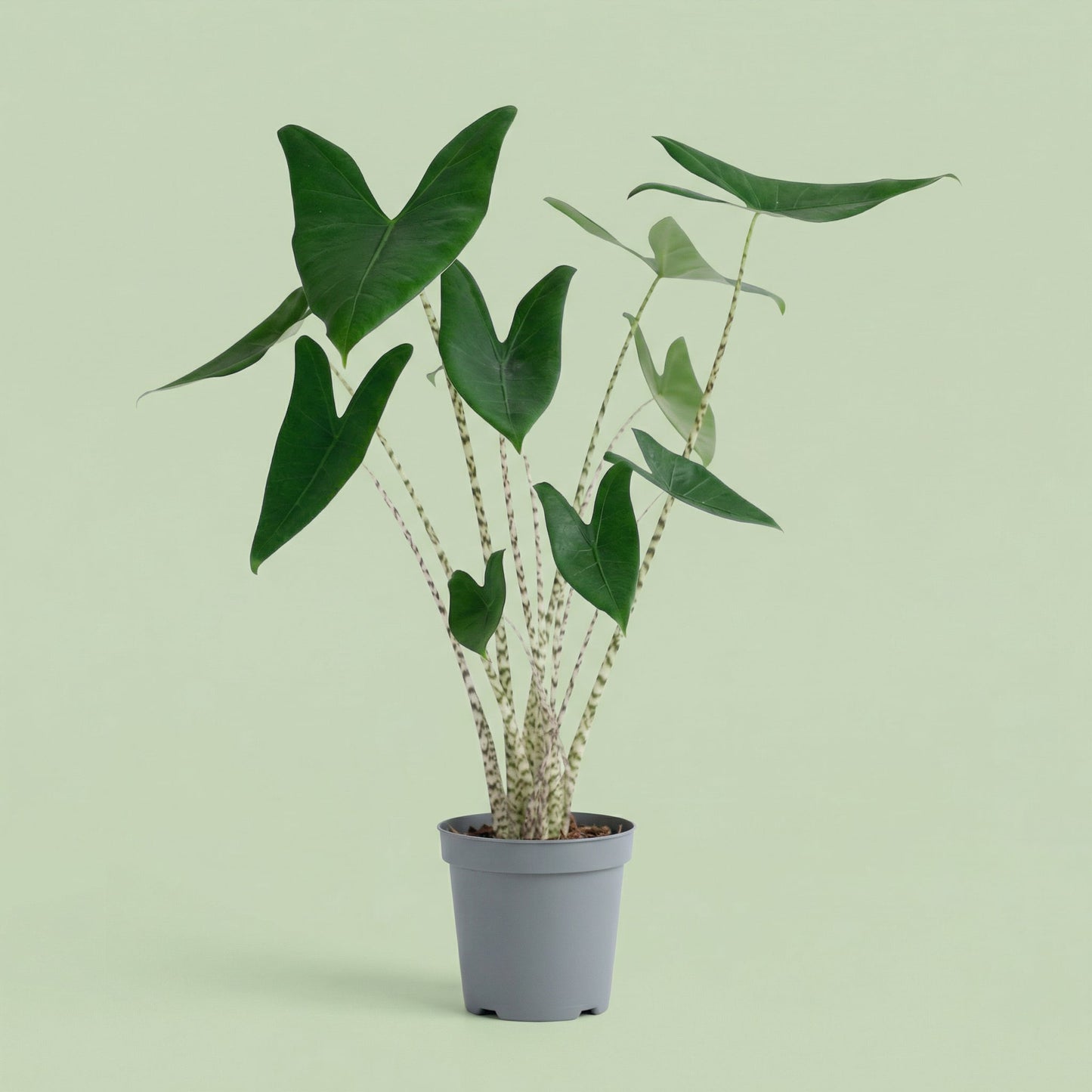 Alocasia Zebrina L vista 2 - plants